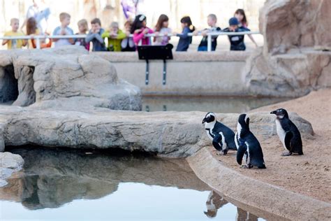 Winter Safari - Denver Zoo