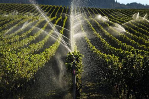 Winter cold snap in B.C. cut 2023 grape crop by up to 56 per cent: growers