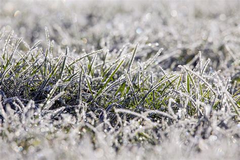 Winter grass. The ideal grass height for winter is between 2 inches and 2.5 inches. This keeps grass short enough to resist disease spread, but not so short that it becomes overly stressed by cold temperatures. As temperatures decrease and growth slows down, you can gradually reduce the height of your blades when mowing until they reach this optimal length. 