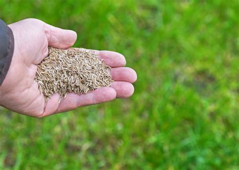 Winter grass seeding. Lazy people! Kidding (kind of). Winter seeding is awesome for filling in bare patches and thickening up thin areas. If you have an area of your lawn that has ... 