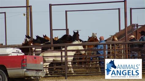 Winter livestock la junta colorado. We would like to show you a description here but the site won’t allow us. 