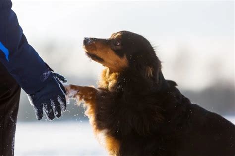 Winter paw care for dogs Pets4Homes