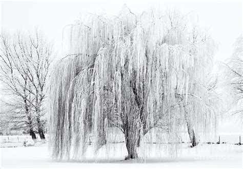😈 Winter.Willow Leaks +18