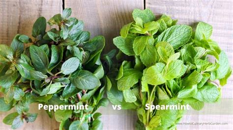 Wintergreen vs Spearmint: A Guide to Two Popular Mints