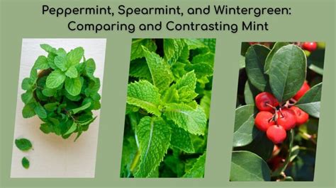 Wintergreen vs Spearmint: Unraveling the Flavor Divide