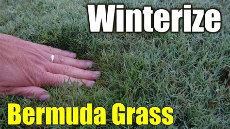 Winterize grass. The first at the end of summer and a second one at mid to late fall. Warm Season Grasses - Traditional lawn winterization is not recommended. Instead, you can apply a potash (K₂0) fertilizer containing low amounts of nitrogen with higher amounts of Potassium. Potash is the usual form of Potassium used in fertilizers. 