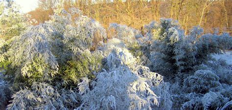 Winterschutz - Ist Bambus winterhart?