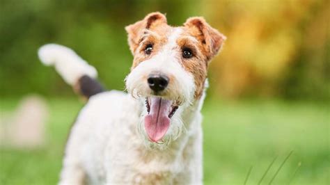 Wire Fox Terrier - Price, Temperament, Life span