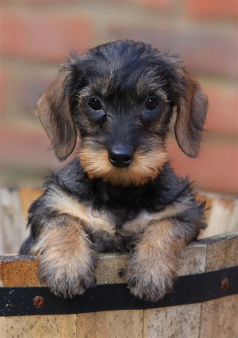 Wire haired dachshund puppies. Because you do, I was able to “meet” the breed at the home of a breeder within driving distance, and as a result found that long-haired dachshunds are the right “fit” for me.” Please contact Cindy Niles, Breeder Referral Chair, or contact a club in your area if you cannot find a Dachshund through the Directory. 