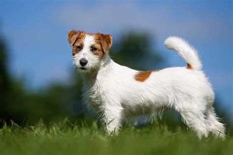 Wire haired jack russell. We have the video to prove it. Scientists have just pinpointed the age when dogs are cutest. It’s around 8 weeks. Students at the University of Florida looked at photos of Jack Rus... 