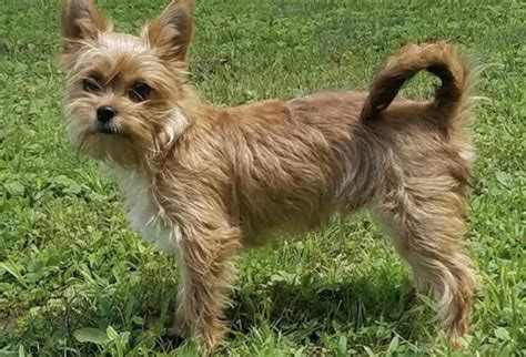 Wirehaired Yorkie