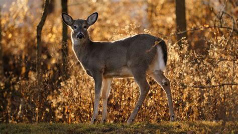 Wisconsin’s annual gun deer season set to open this weekend