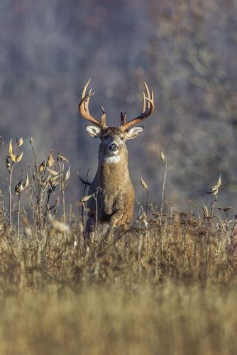 Wisconsin’s split personality with deer: more south, fewer north