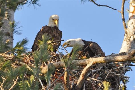 Wisconsin Bald Eagle and Osprey Nest Surveys 2024