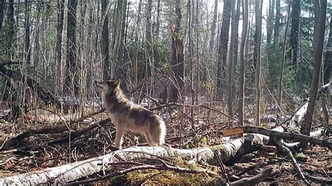 Wisconsin DNR approves new wolf management plan with no population goal