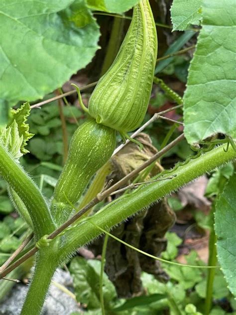 Wisconsin Vegetable Planting Calendar Monthwise Chart, Dates Guide