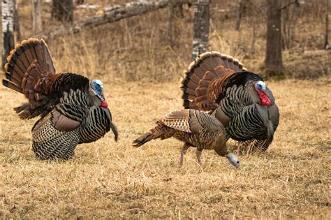 Wisconsin fall turkey season 2023. 1 deer 1 bear 1 turkey *Turkey, Fall Split Season (Selected Counties - see the 2022-2023 Hunting & Trapping Regulations Summary) October 8: October 16: 1: October 24: October 30: October 24: November 13 *Turkey (Spring 2023 - Bearded Only) April 17: May 21: 1: 2: 2 *Turkey (2023 Youth Season - see the 2022-2023 Hunting & Trapping Regulations ... 