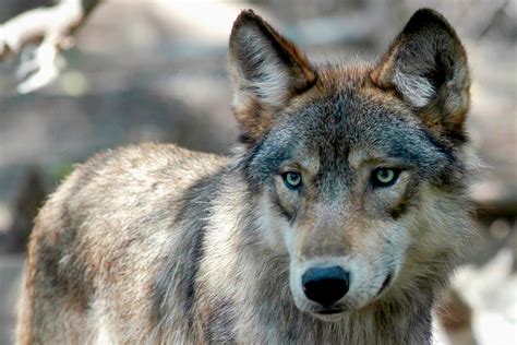 Wisconsin officials add recommendations to new management plan to keep wolf population around 1,000