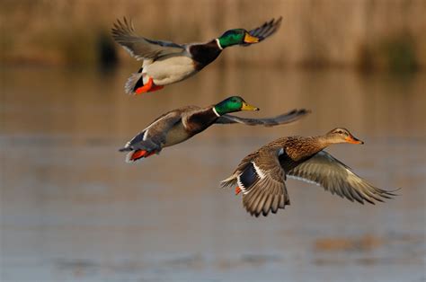 0. MADISON (WKOW) -- The Wisconsin Natural Resources Board has approved a new set of regulations for the 2022 migratory bird hunting season. According to a news release from the Wisconsin Department of Natural Resources (DNR), changes to the existing framework come from input from both hunters and new scientific research. New regulations include:. 