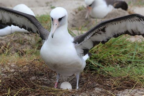 Wisdom The Albatross, World