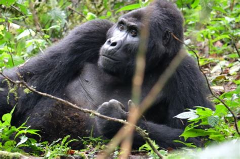 Wish You Were Here:  Uganda gorilla adventures