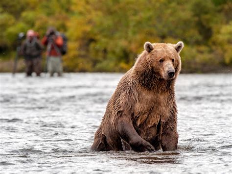 Wish You Were Here: Alaska adventures — with bears