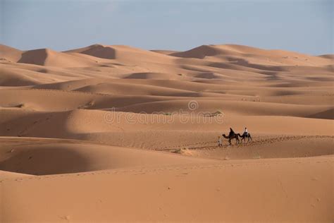 Wish You Were Here: Astride camels in the Sahara Desert