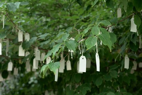 Wish tree - Wikipedia