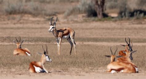 Wisseltemperatuurig dier