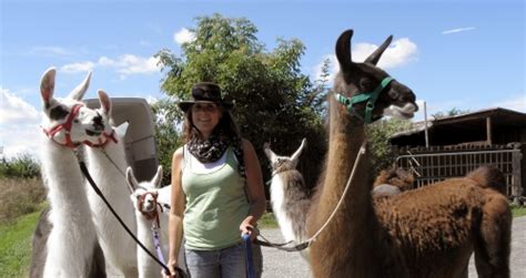 Wissenswertes über Lamas - Orenda-Ranch