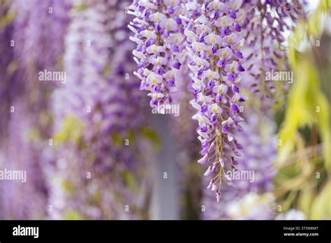 Wisteria Onlyfans Leak
