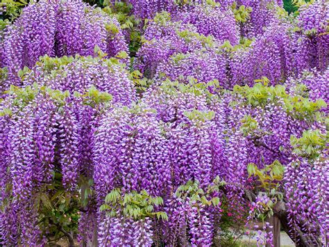 Wisteria's - How to grow wisteria in a garden. Choose a well-drained spot in the garden that gets full sun to part shade. Enrich the soil in the planting bed with some compost and Yates Thrive Natural Blood & Bone with Seaweed before planting. Dig the planting hole twice as wide and to the same depth as the root-ball. Remove the plant from the container ...