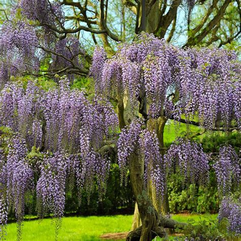 Wisteria plants for sale. A superior selection, Wisteria frutescens 'Amethyst Falls' produces lightly fragrant 4–6", deep blue-purple cascades in late spring and again in summer. Wisteria is a genus of deciduous vines whose lovely, fragrant flowers and almost overwhelming vigor make them useful in a wide variety of settings. Plants grow rapidly to 30' and completely ... 