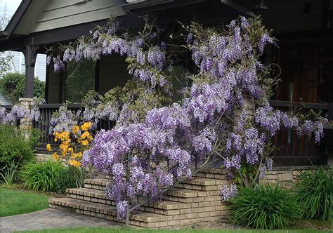 Wisteria sinensis Landscape Plants Oregon State …