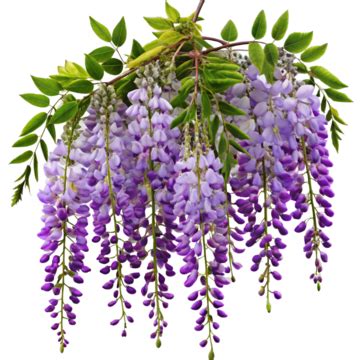 Wisteria.Free Onlyfans Leaked PORN 143 Pics