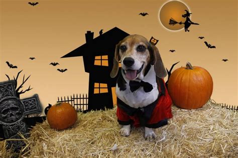 Witch way to the treats? Bowie dog park hosts pet pantry Halloween event