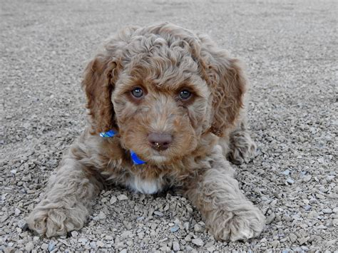 With 17 years of experience in breeding Australian Labradoodles, we pride ourselves on selecting only the best dogs for our breeding program, which in turn ensures that we are producing the best puppies imaginable