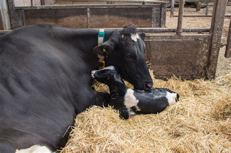 With three cows calving in 24 hours all three need a calcium