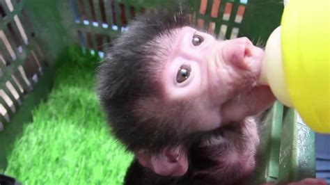 With visitors away, zoo sees animal baby boom