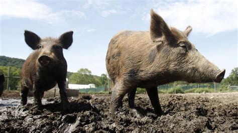 With wild ‘super pigs’ expanding their range, Minnesota readies for action