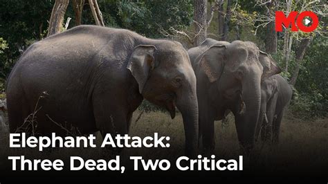 Within the struggle to halt Asia's fatal elephant conflicts