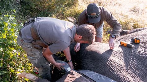 Within the struggle to prevent Asia's lethal elephant hostilities