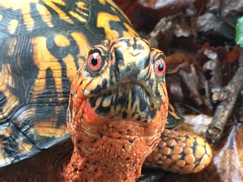 Without human intervention, the Eastern Box Turtle will slowly …