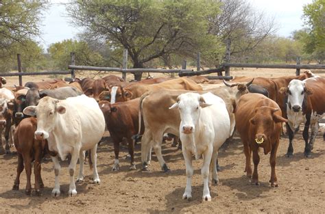 Used alone, the word feed more often refers to fodder. . Wlivestock