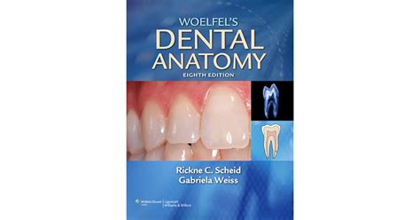 Download Woelfels Dental Anatomy Its Relevance To Dentistry By Rickne C Scheid
