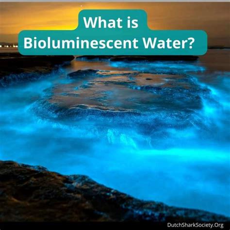 Wohba!: Bioluminescent Water