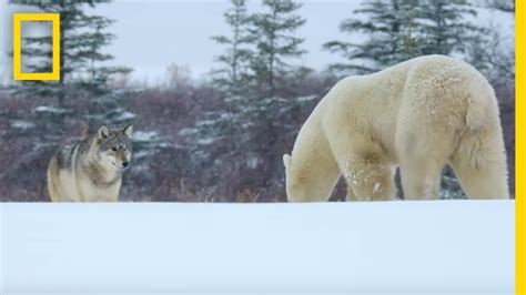 Wolf Pack Takes on a Polar Bear - Ep. 1 Wildlife: The …