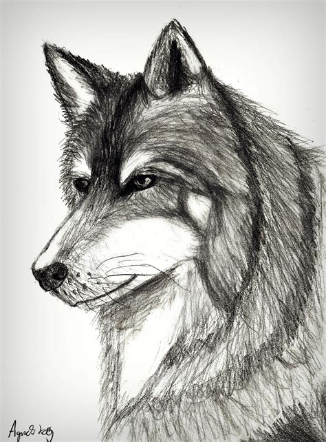 Wolf Pictures Drawings