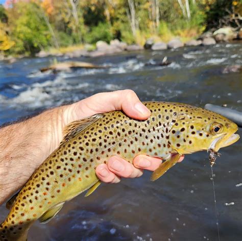 Wolf River Chapter of Trout Unlimited dedicates bench to the ...