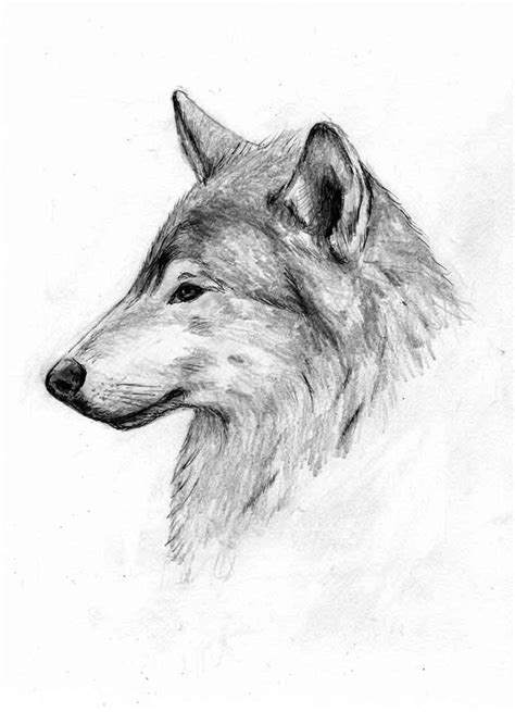 Wolf Side Profile Drawing